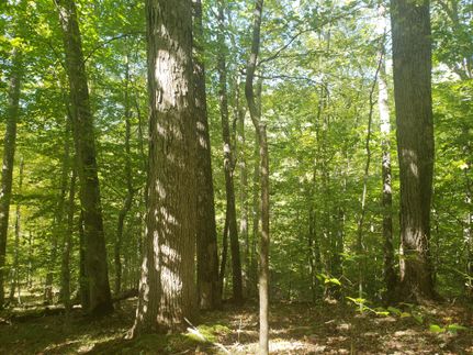 Timberland Property in Brown County, Indiana