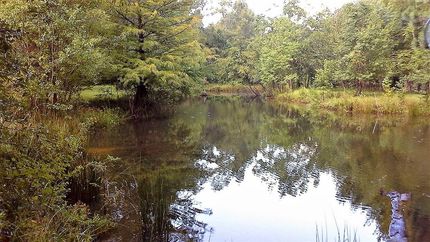 Undeveloped Land in Hardin County, Texas