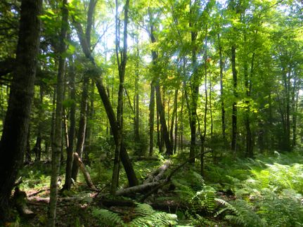 Timberland Property in Baraga County, Michigan