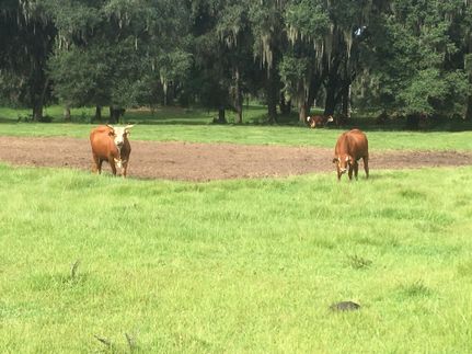 Farm and Ranch in Madison County, Florida