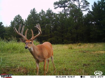 Timberland Property in Pushmataha County, Oklahoma