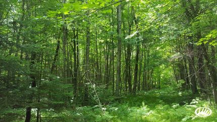 Land in Price County, Wisconsin