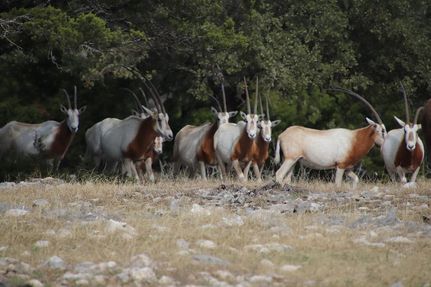 Farm and Ranch in Edwards County, Texas