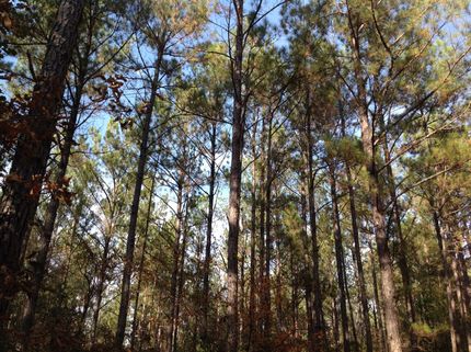 Timberland Property in Bibb County, Alabama