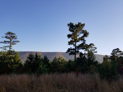 Timberland Property in Le Flore County, Oklahoma
