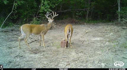 Land in Crittenden County, Kentucky