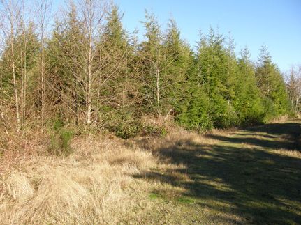 Timberland Property in Grays Harbor County, Washington