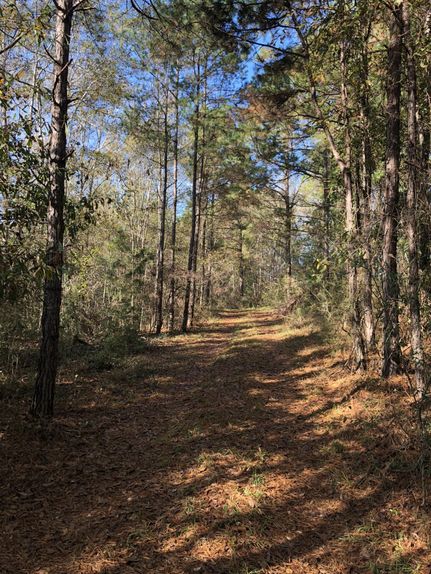 Timberland Property in Covington County, Alabama