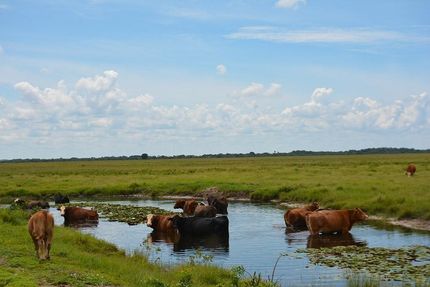 Recreational Property in Okeechobee County, Florida