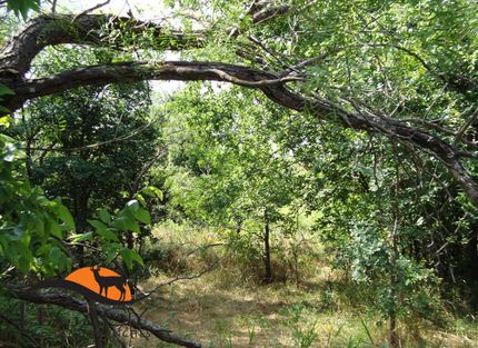 Undeveloped Land in Limestone County, Texas