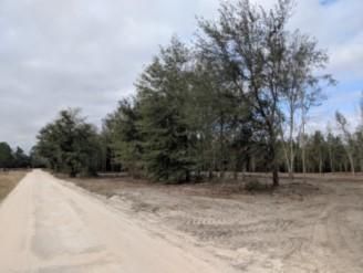 Undeveloped Land in Suwannee County, Florida