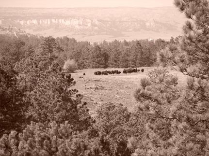 Undeveloped Land in Dawes County, Nebraska