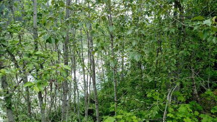 Waterfront Property in Pend Oreille County, Washington