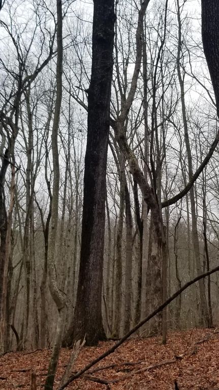 Land in Hamilton County, Tennessee