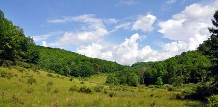 Farm and Ranch in Nicholas County, West Virginia