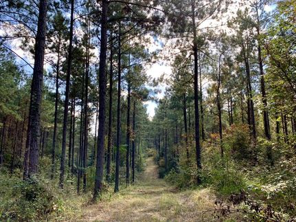Hunting Property in Marengo County, Alabama