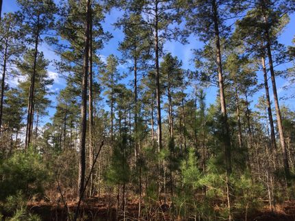 Timberland Property in Orangeburg County, South Carolina