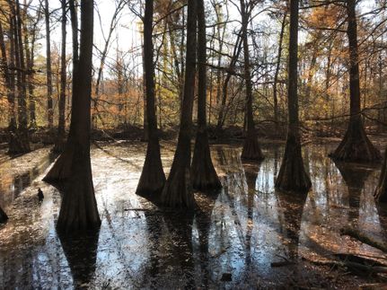 Riverfront Property in Attala County, Mississippi