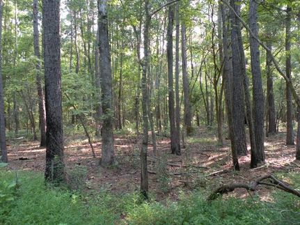 Undeveloped Land in Berkeley County, South Carolina