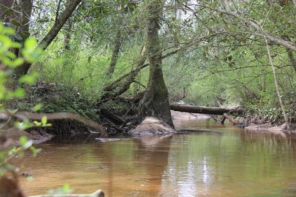Farm and Ranch in Covington County, Alabama