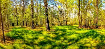 Timberland Property in Jefferson County, Florida