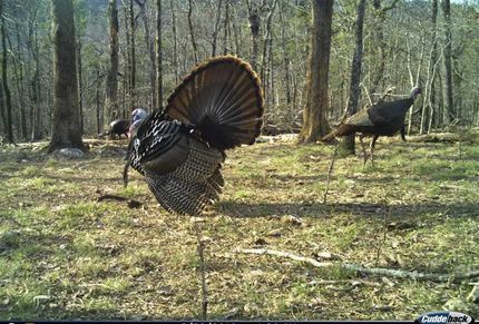 Recreational Property in Montgomery County, Arkansas