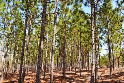Undeveloped Land in Kershaw County, South Carolina