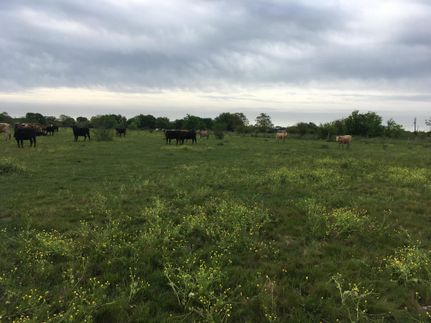 Undeveloped Land in Austin County, Texas