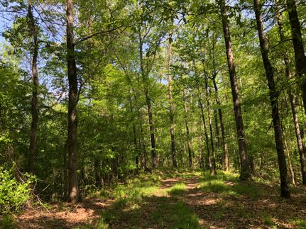 Timberland Property in Jefferson County, Mississippi