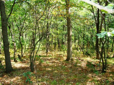 Timberland Property in Juneau County, Wisconsin