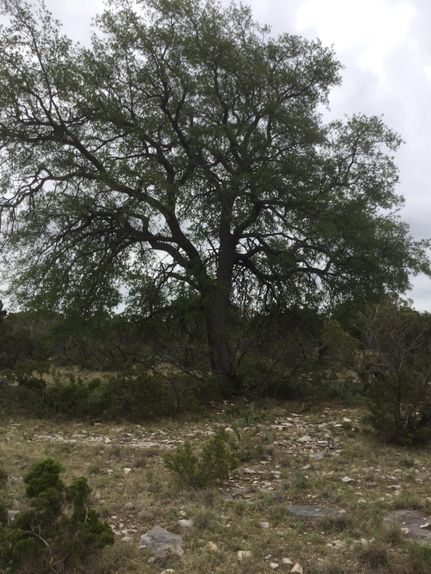Farm and Ranch in Tom Green County, Texas
