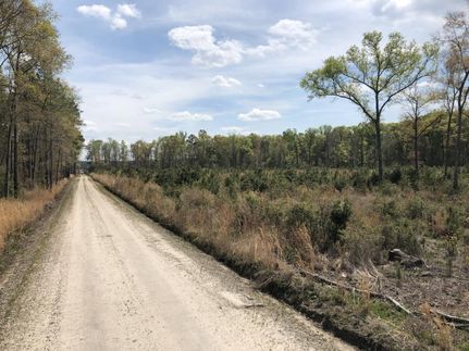 Timberland Property in Jasper County, South Carolina