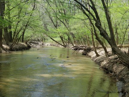 Timberland Property in Wilkes County, North Carolina