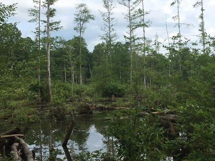 Recreational Property in Clarke County, Alabama
