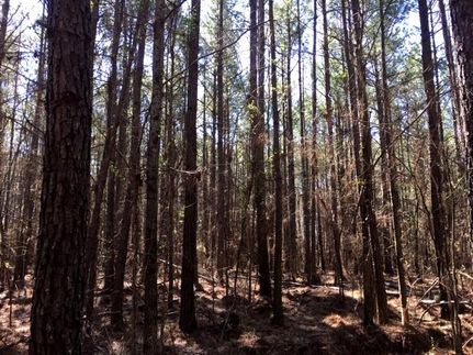 Timberland Property in Tippah County, Mississippi