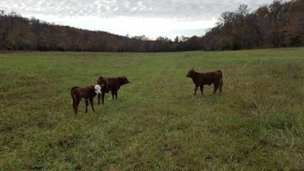 Land in Ozark County, Missouri