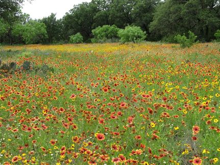 Hunting Property in McCulloch County, Texas