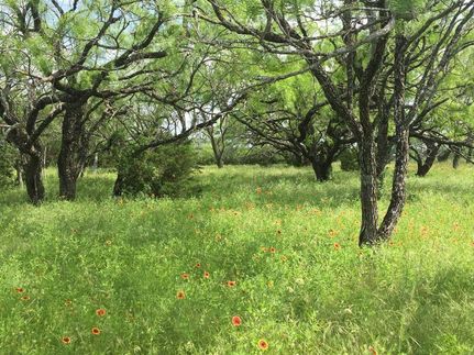 Timberland Property in Lampasas County, Texas