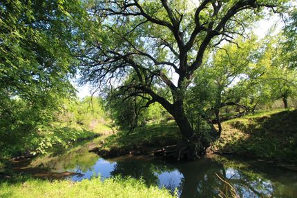 Timberland Property in Zavala County, Texas