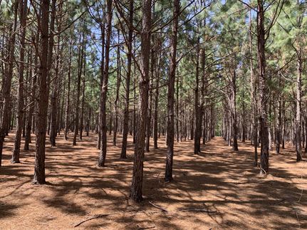 Farm and Ranch in Dallas County, Alabama