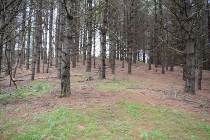 Undeveloped Land in Grayson County, Virginia