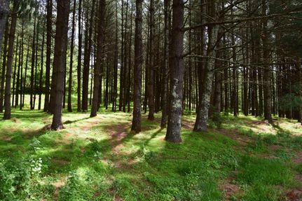 Riverfront Property in Grayson County, Virginia