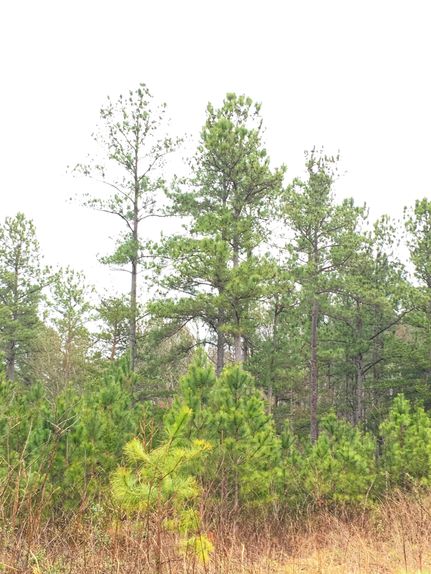 Farm and Ranch in Pickens County, Georgia