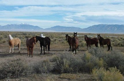 Horse Property in Costilla County, Colorado