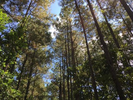 Land in Barnwell County, South Carolina