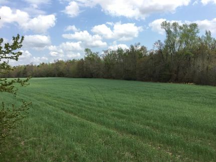 Undeveloped Land in Bamberg County, South Carolina