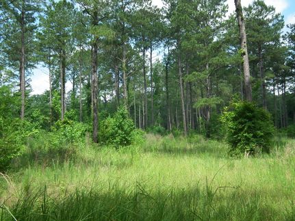 Timberland Property in Simpson County, Mississippi