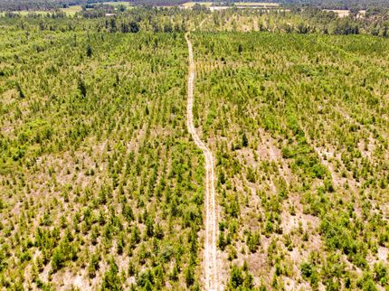 Timberland Property in Jackson County, Florida