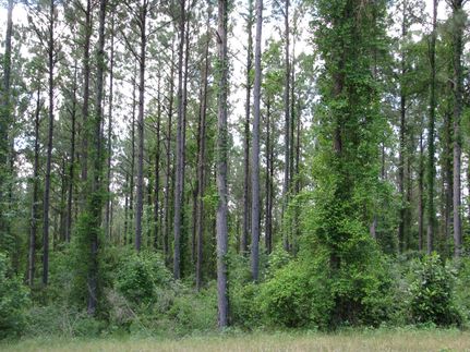 Recreational Property in Monroe County, Alabama