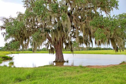 Hunting Property in Colorado County, Texas